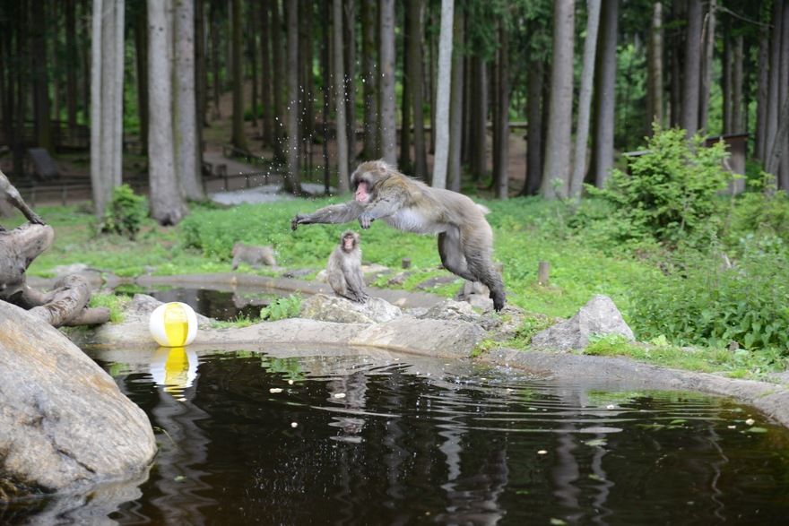 At Landskrone Castle you can walk among the monkeys.